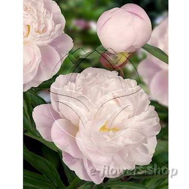 Buy wholesale fresh cut white peonies; Gardenia