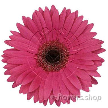 Buy wholesale fresh cut fuchsia chrysanthemum; gerbera daisies.