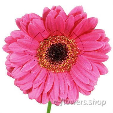 Buy wholesale fresh cut pink chrysanthemum; gerbera daisies.