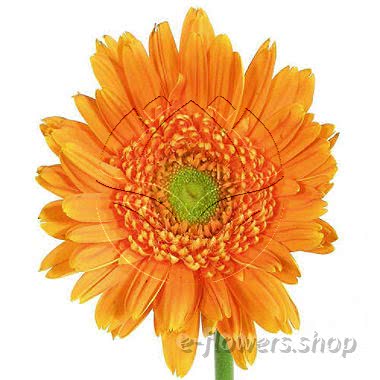 Buy wholesale fresh cut orange chrysanthemum; gerbera daisies.