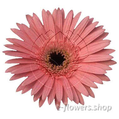 Buy wholesale fresh cut pink chrysanthemum; gerbera daisies.