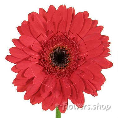 Buy wholesale fresh cut red chrysanthemum; gerbera daises.
