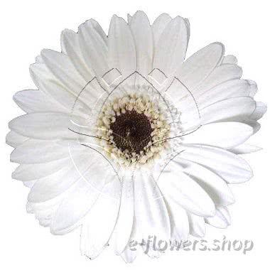 Buy wholesale fresh cut white chrysanthemum; gerbera daisies.