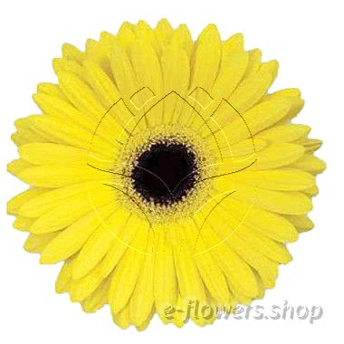 Buy wholesale fresh cut yellow chrysanthemum; gerbera daisies.
