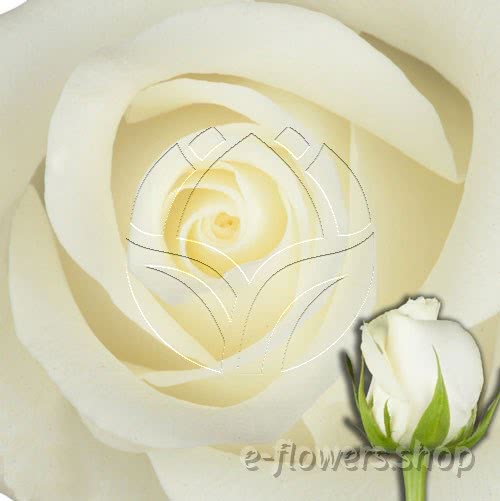 Buy wholesale fresh cut white roses; Glacier