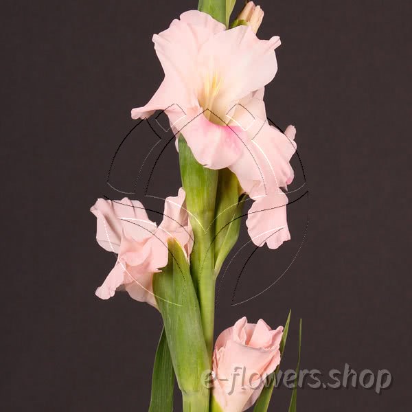 Buy wholesale fresh cut pink tropical flowers; Gladiolus adrenalin