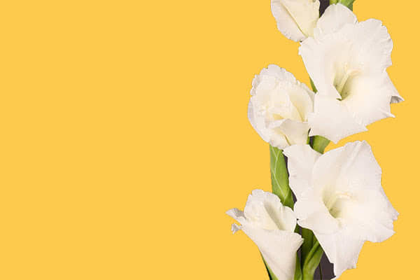 Gladiolus super star