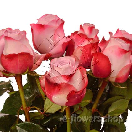 Buy wholesale fresh cut bi-colour roses; Global water