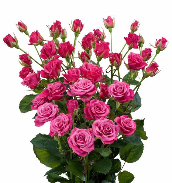 Buy wholesale fresh cut pink roses; Glorious