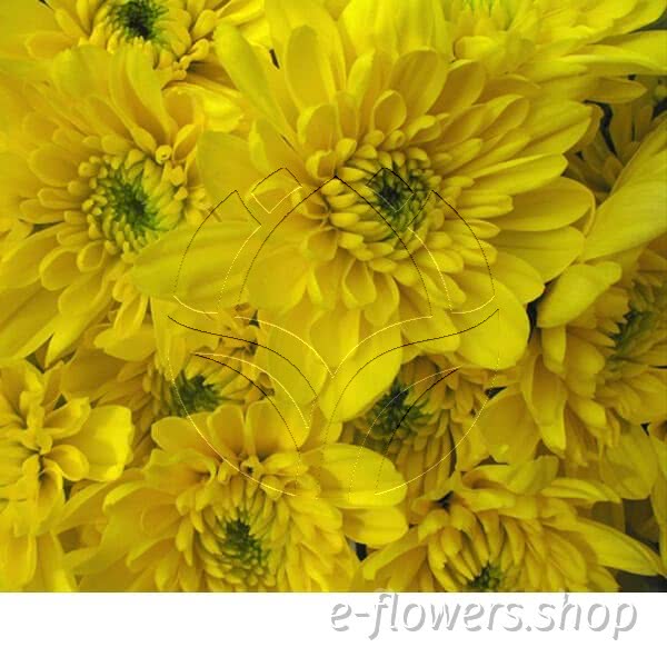 Buy wholesale fresh cut yellow chrysanthemum; Golden cushion