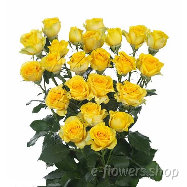 Buy wholesale fresh cut yellow roses; Goldilocks