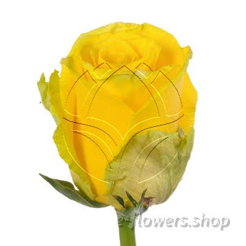 Buy wholesale fresh cut yellow roses; Good times