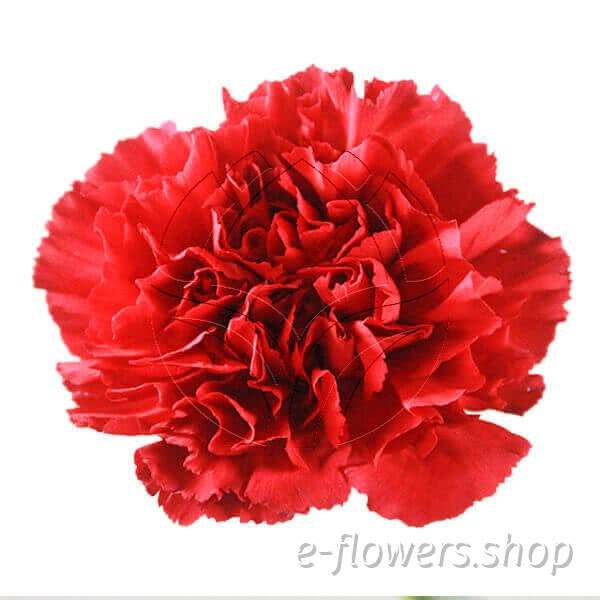 Buy wholesale fresh cut red carnations; Granslam