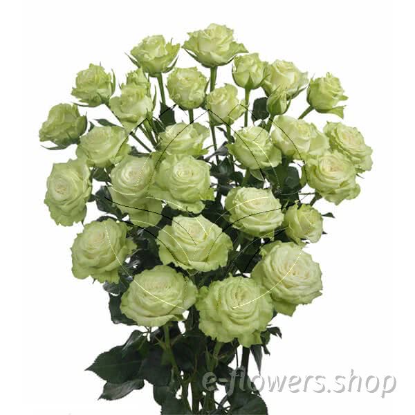 Buy wholesale fresh cut lime roses; Green Glow