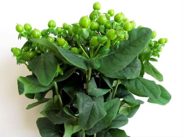 Buy wholesale fresh cut green fillers; Green Powder