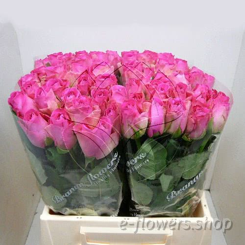 Buy wholesale fresh cut pink roses; H3O