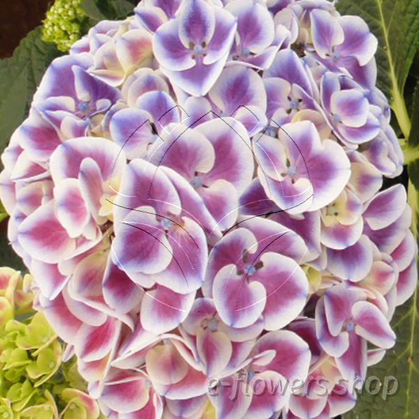 Buy wholesale fresh cut blue fillers