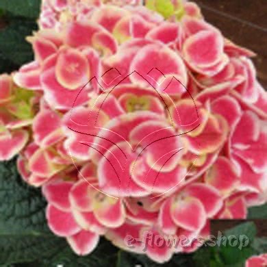 Buy wholesale fresh cut pink fillers