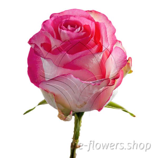 Buy wholesale fresh cut pink roses; Revival