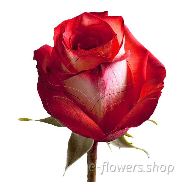 Buy wholesale fresh cut bi-colour roses; High and orange magic