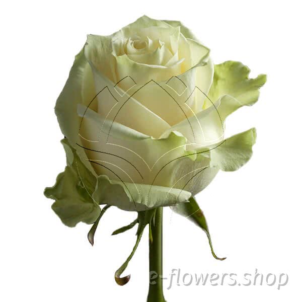 Buy wholesale fresh cut white roses