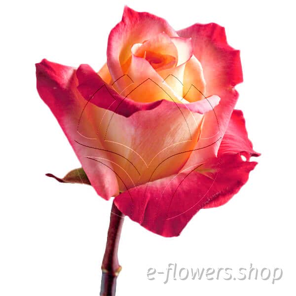 Buy wholesale fresh cut bi-colour roses; High and sunshine