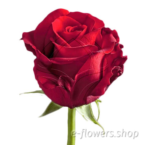 Buy wholesale fresh cut red roses