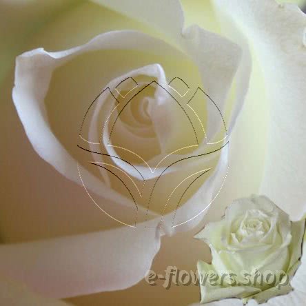 Buy wholesale fresh cut white roses; Ice breaker
