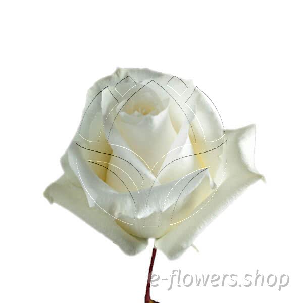 Buy wholesale fresh cut white roses