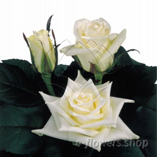 Buy wholesale fresh cut white roses; Ice cold