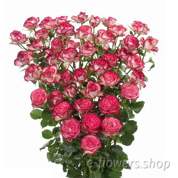 Buy wholesale fresh cut pink roses; Imara