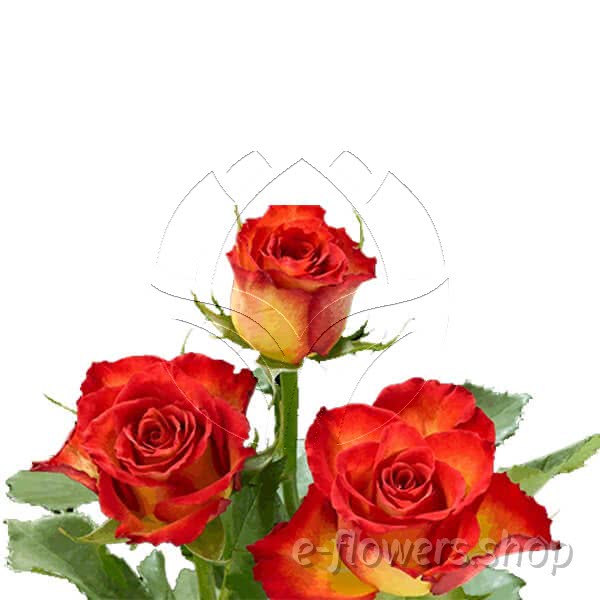 Buy wholesale fresh cut bi-colour roses; Inka