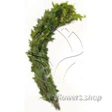 Buy wholesale fresh cut green foliage; Ivy Variagated