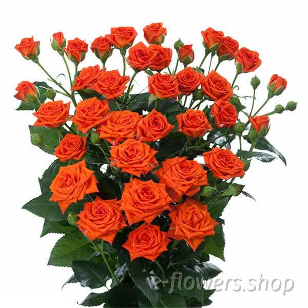 Buy wholesale fresh cut orange roses; Jezebel