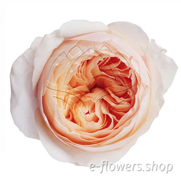 Buy wholesale fresh cut bi-colour roses; Juliet