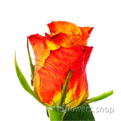 Buy wholesale fresh cut bi-color roses; Juliskha