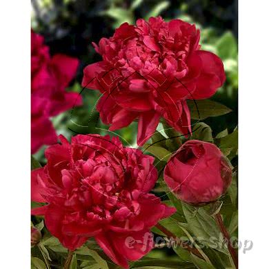 Buy wholesale fresh cut red peonies; Kansas