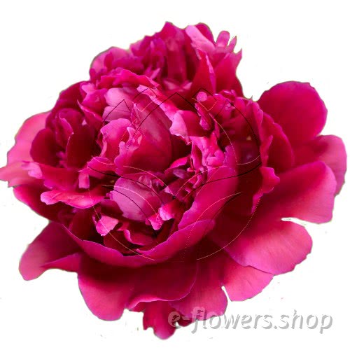 Buy wholesale fresh cut red peonies; Karl rosenfield