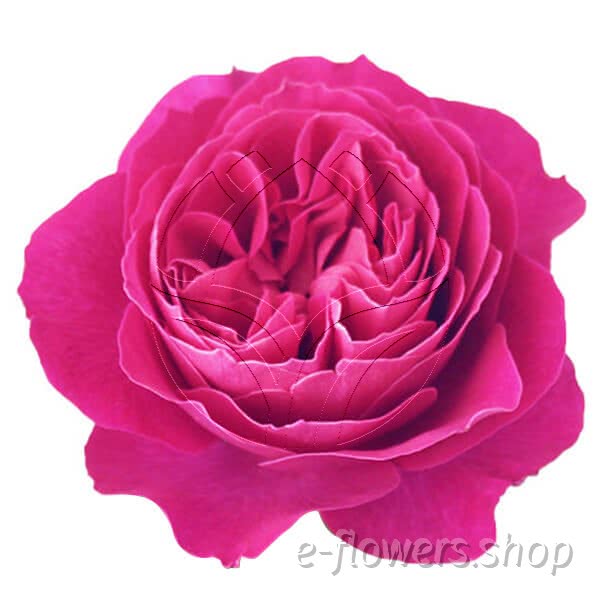 Buy wholesale fresh cut pink roses; Kate