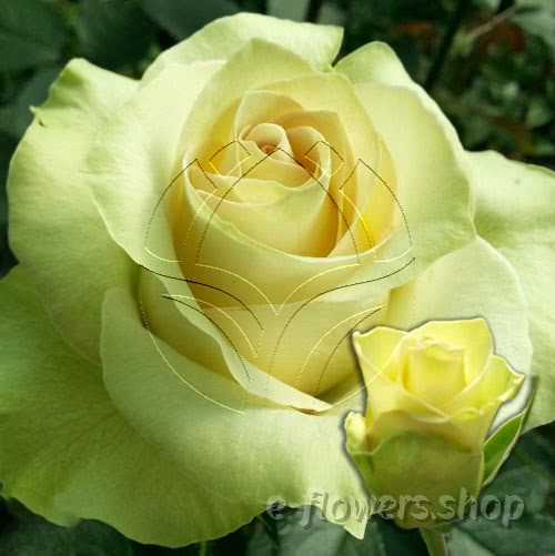 Buy wholesale fresh cut yellow roses; Kiwi