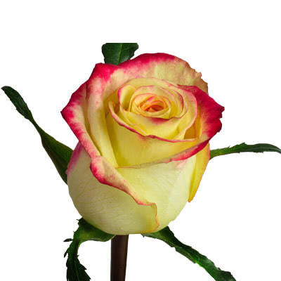 Buy wholesale fresh cut bi-color roses; Knox
