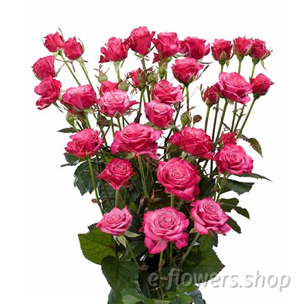 Buy wholesale fresh cut cerise roses; Kylie