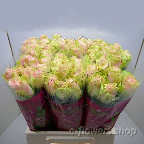 Buy wholesale fresh cut bi-colour roses; La belle