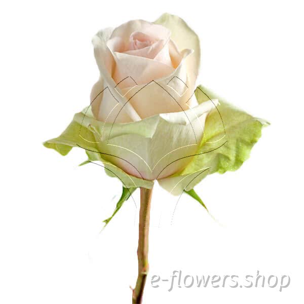 Buy wholesale fresh cut bi-colour roses; La belle