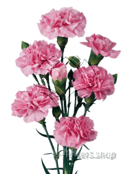 Buy wholesale fresh cut pink carnations; Latea