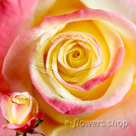 Buy wholesale fresh cut bi-color roses; Lifestyle