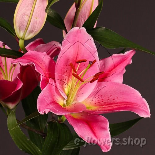 Buy wholesale fresh cut pink lilies; Lilium Oriental Pink Staegazer