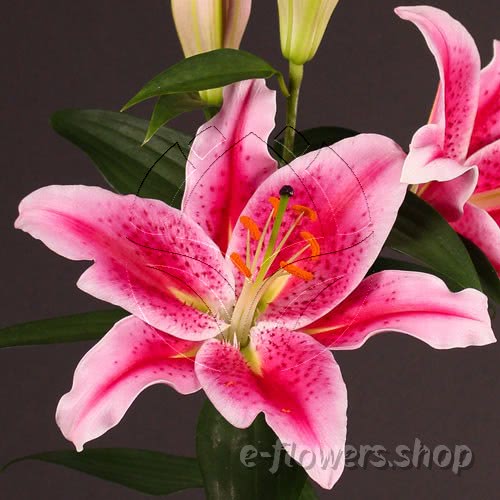 Buy wholesale fresh cut pink lilies; Lilium Oriental Pink Tiber