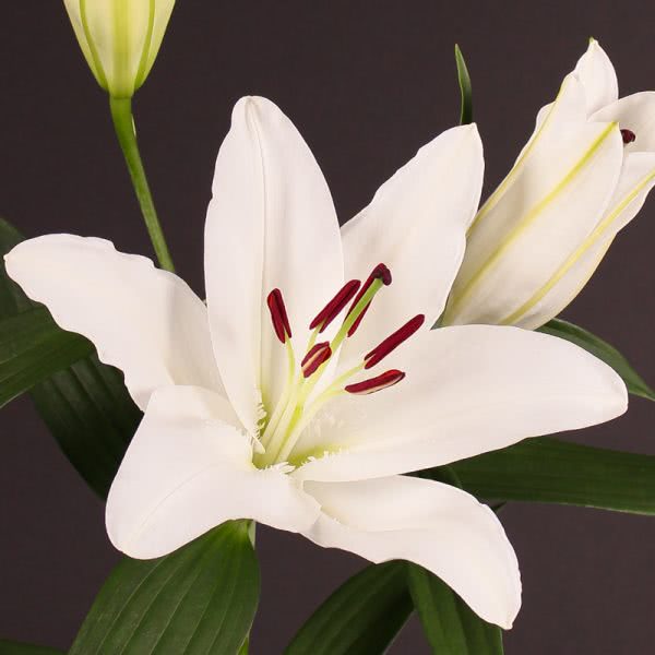 Buy wholesale fresh cut white lilies; Lilium Oriental White Siberia