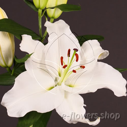 Buy wholesale fresh cut white lilies; Lilium Oriental White Casablanca